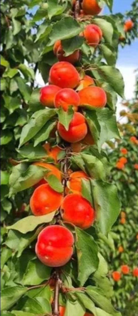 Pomi fructiferi columnanari la ghivece