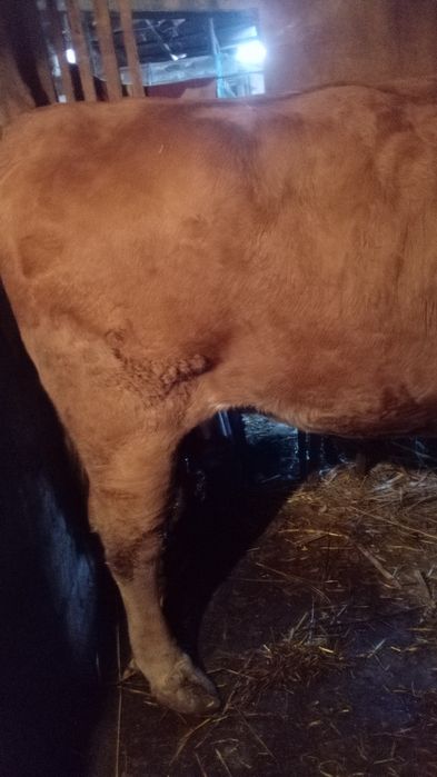 Vaca de vânzare pentru sacrificat