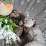 Шотландские котята