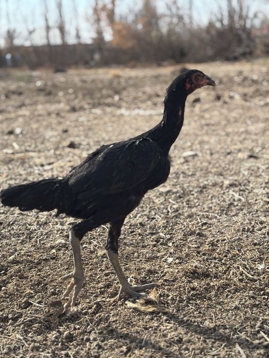 Дакан петух куры