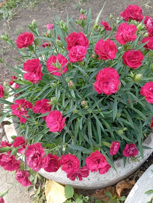 Продам ампельную  гвоздику