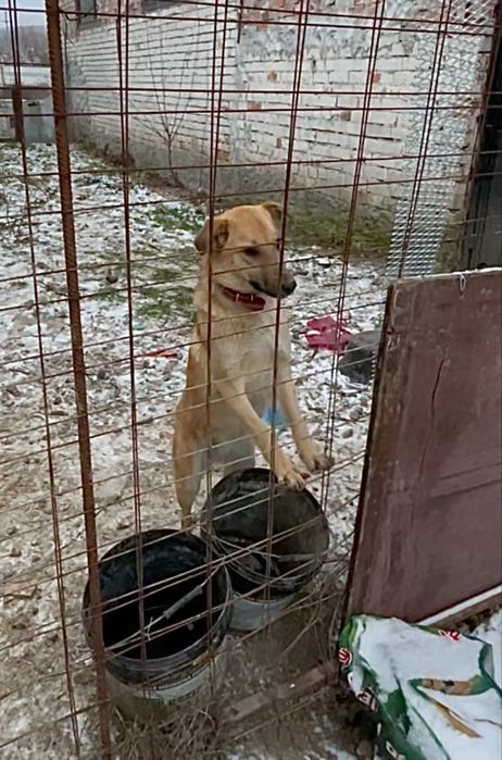 Donez căței simpatici