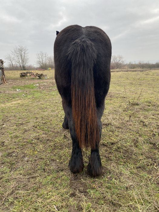 Manza de 1 an si 7luni