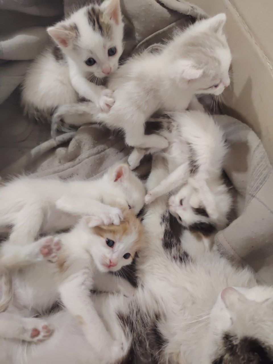 6 котят с мамой, можно забрать и по одному