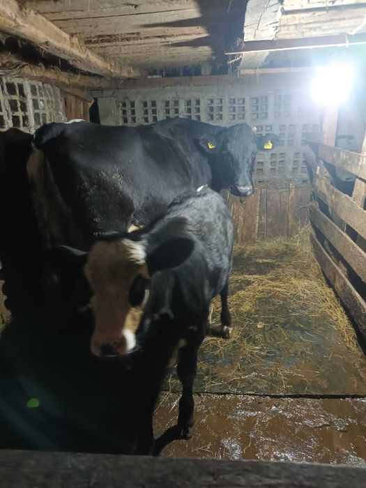 Vacă cu vițea foarte bune