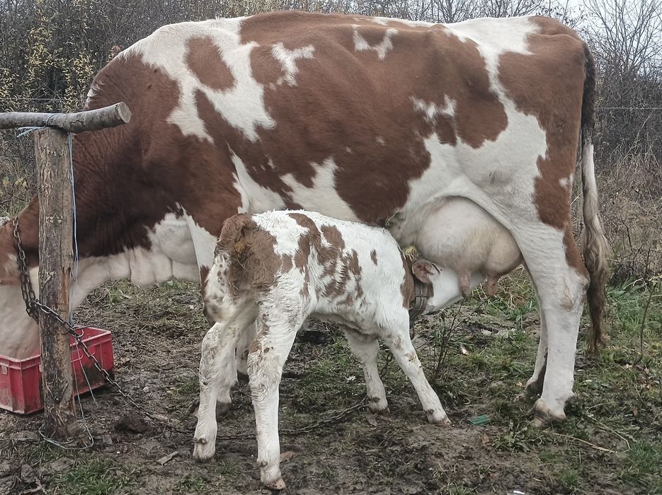 Vînd 3 vaci cu viței fătate recent