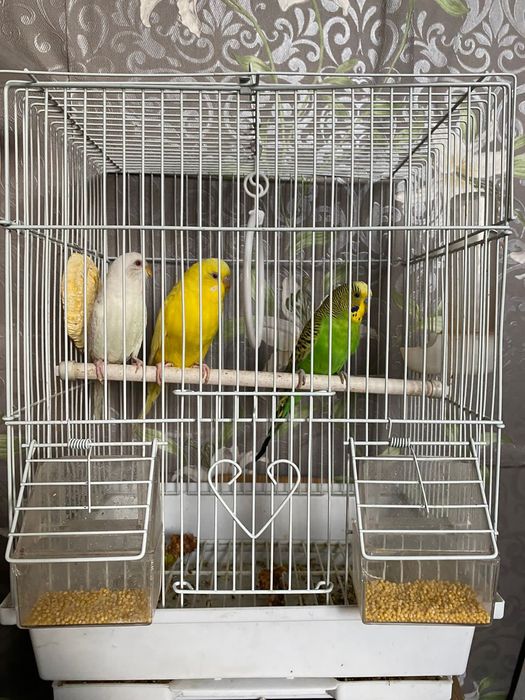 Волнистых птички  продаётся