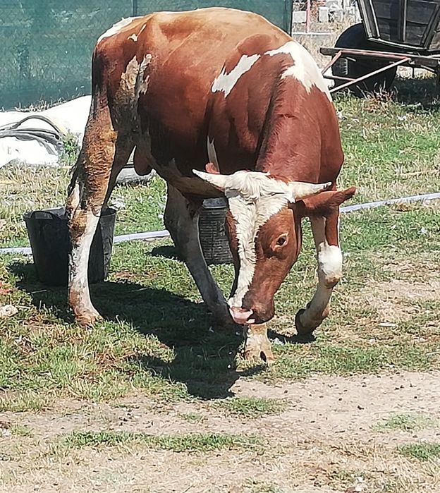 Taur de monta sau sacrificat