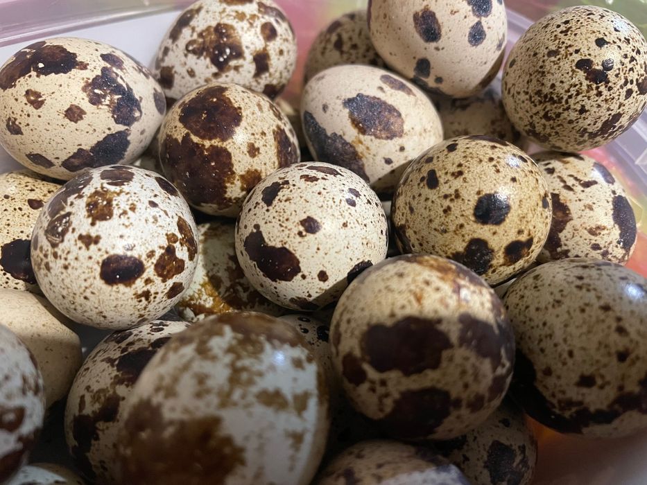 Домашни яйца от пъдпъдъци