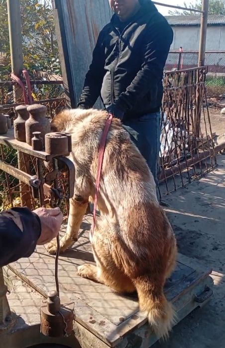 Alabay it sotiladi zoti toza narsa