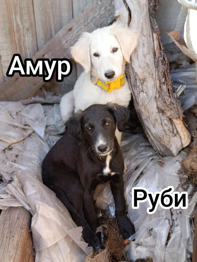 Щенки ищут хозяев!