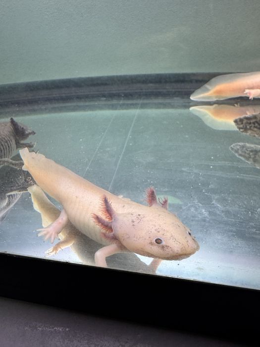Vand axolotl negru aprox 8 luni