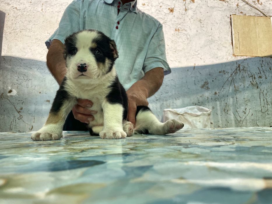 Щенок алабая ( мальчик )