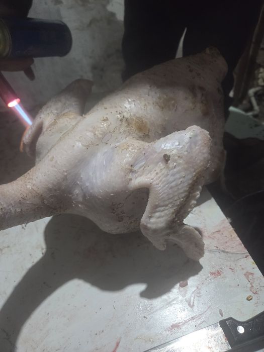 Тушка индюшки 15тыс