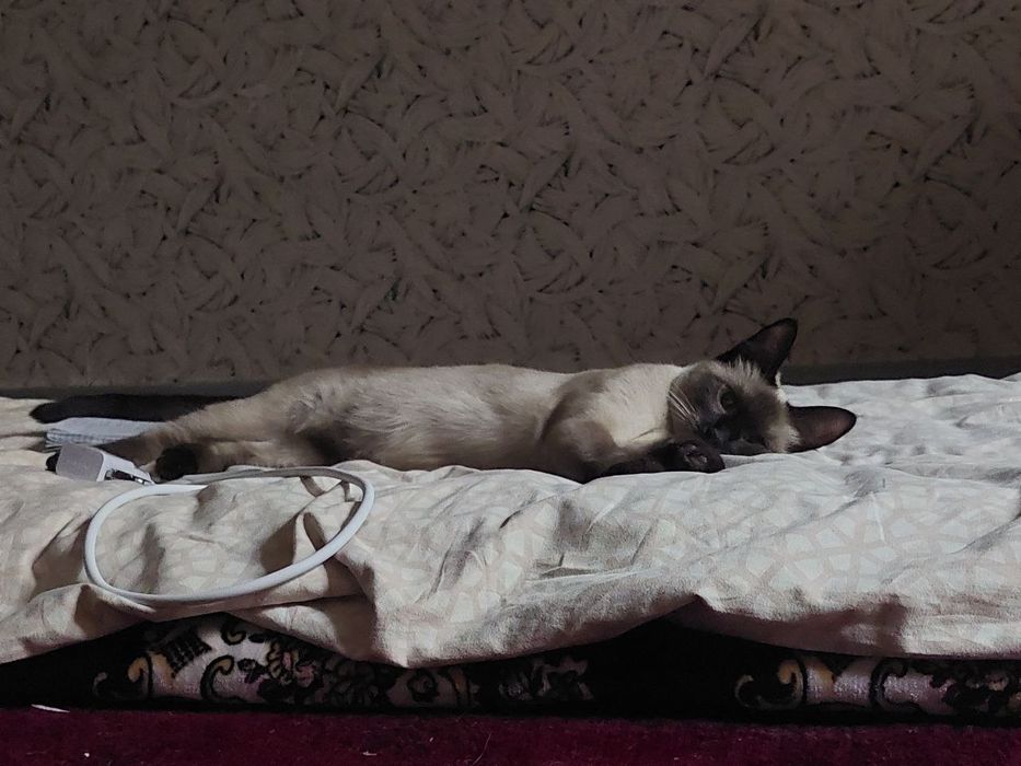 Сиямская кошка девочка