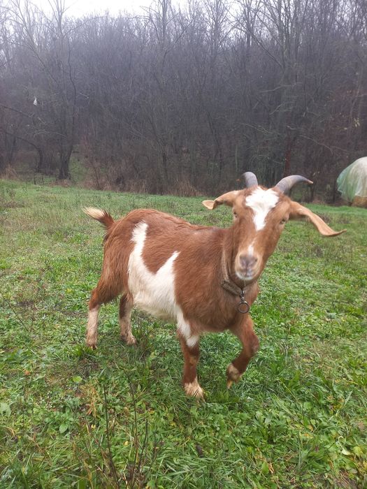 Se vinde capra gestanta tânără împreună cu un tap