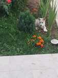 Donez cățelus metis de Husky