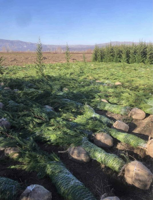 Leylandii chiparos ideal pentru gard vii