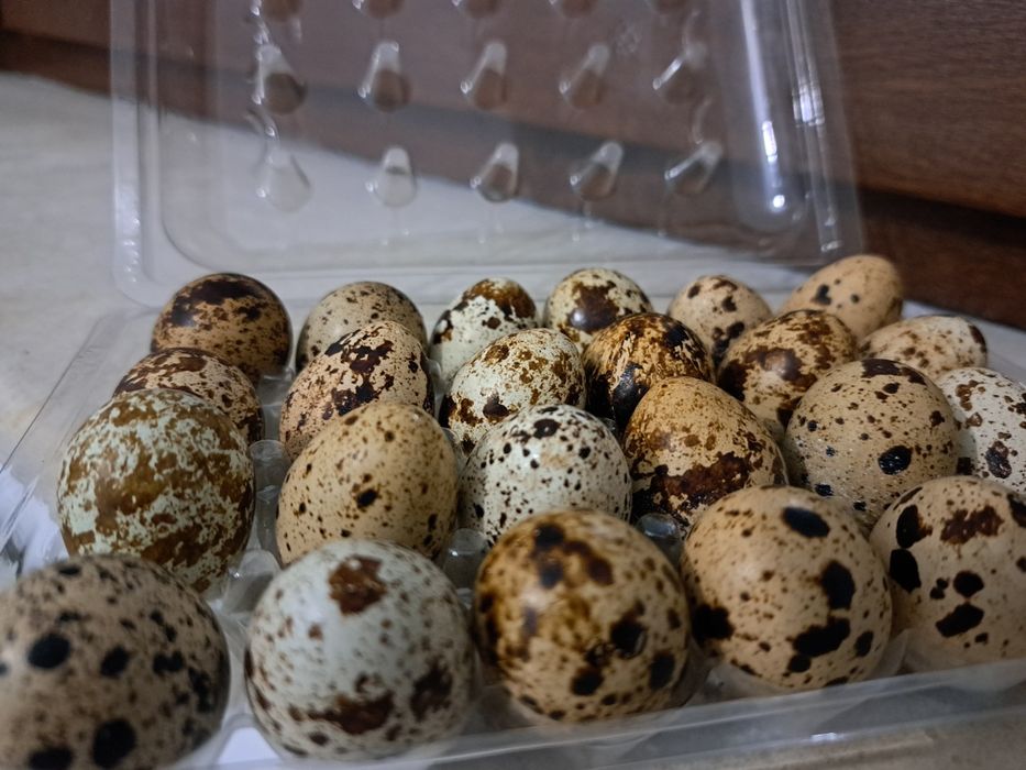 Vând oua de prepelita