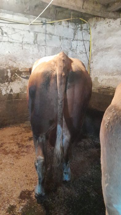 Vand taur varsta 2 ani si 7 luni 930-960kg