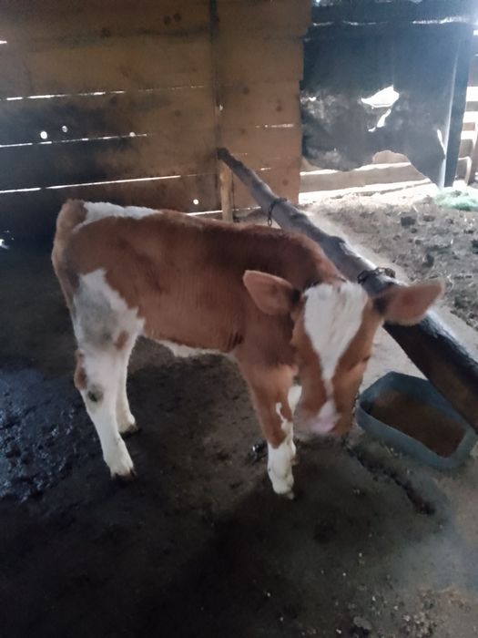 Vând vieței de doua luni