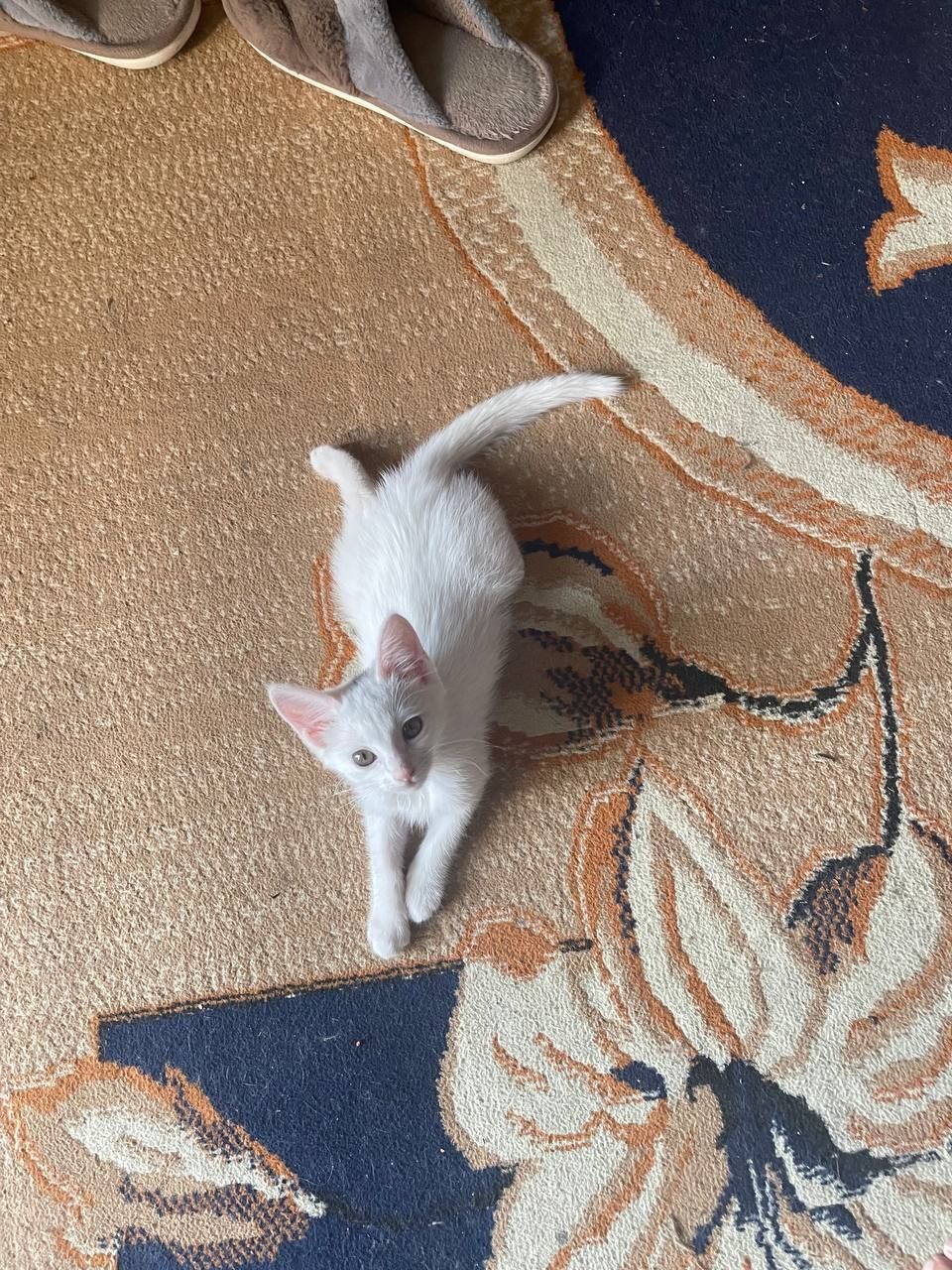 Отдам даром котят