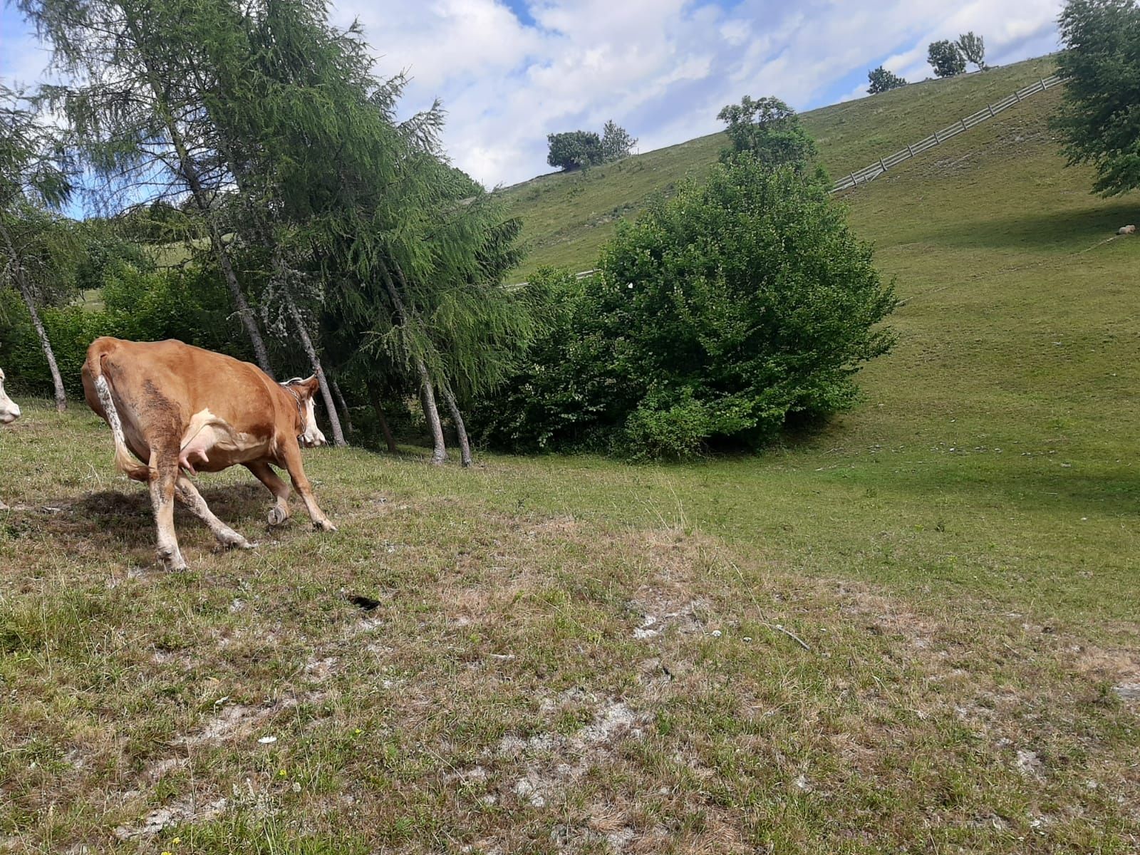 Vand vaca tânăra cu vițică