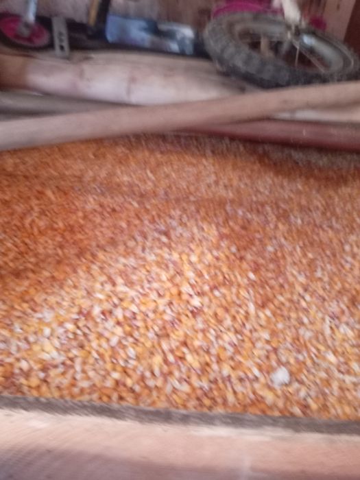 Vind porumb din cultura 2024