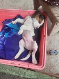 Catel beagle tricolor