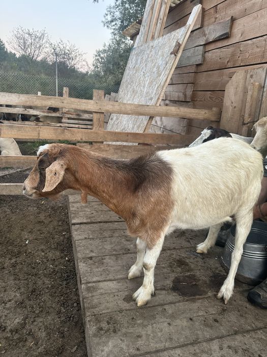 Capre bune de lapte de vanzare