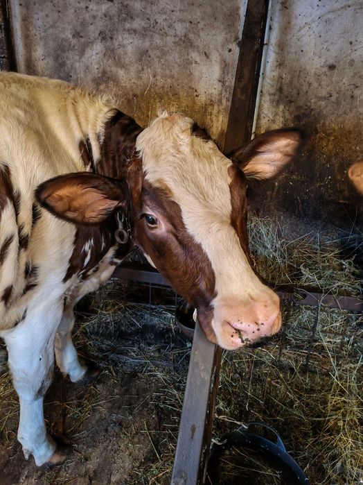 Vând vițică rasă lapte