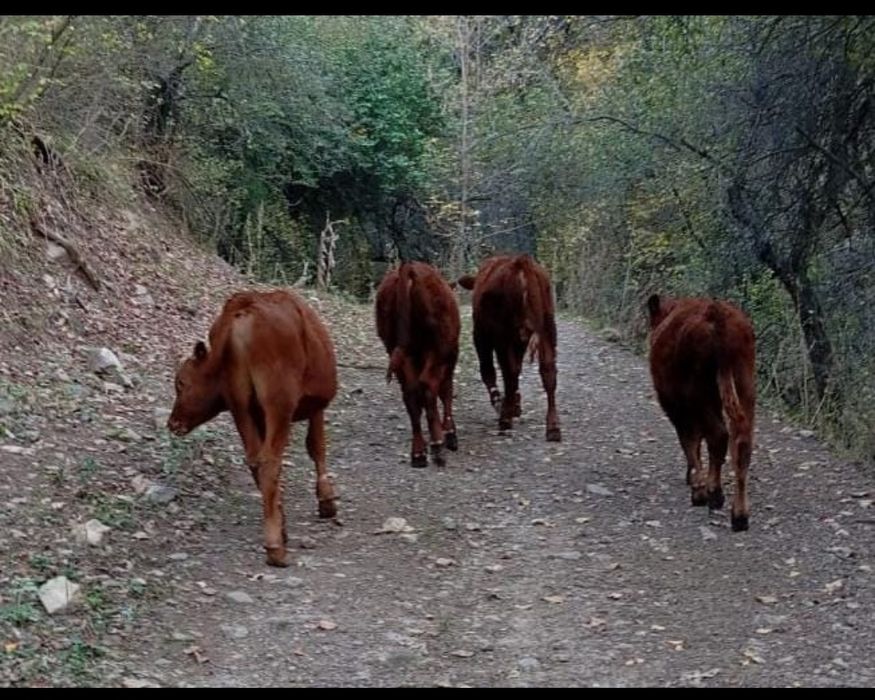 Бычки ,полугодовалые