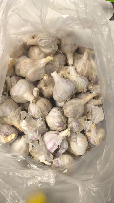 Домашний без химии чеснок