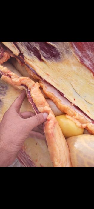 Қасапшы мясник касапшы мал сою