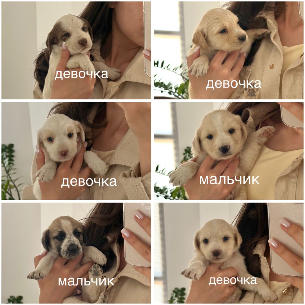 Щенки в поисках дома