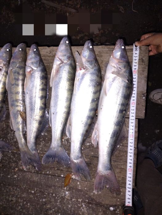 Судак сатылады свежи