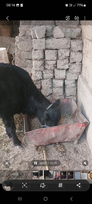 Bo‘goz sigir sotiladi