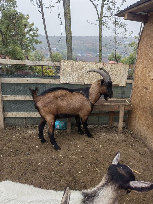 Se vinde țap alpin francez