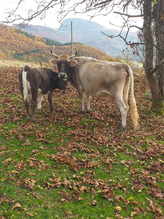 Vând vacă cu vițel