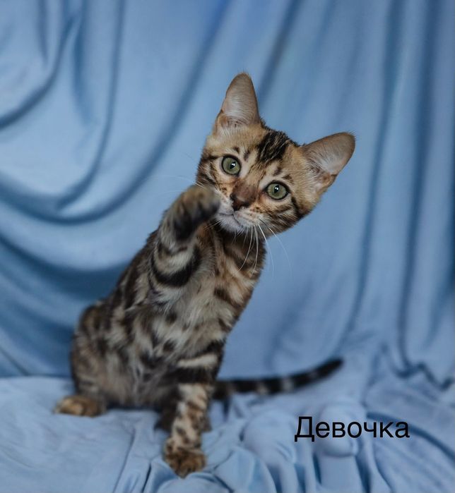 Бенгальские котята