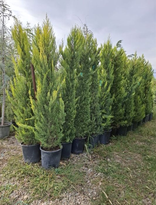 Plante ornamentale de orice tip