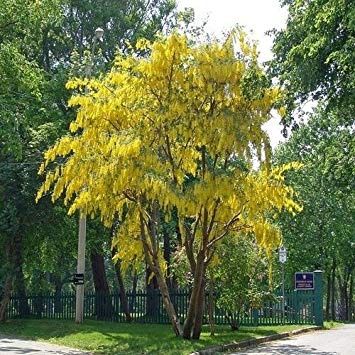 Pomi ornamentali  salcâm galben