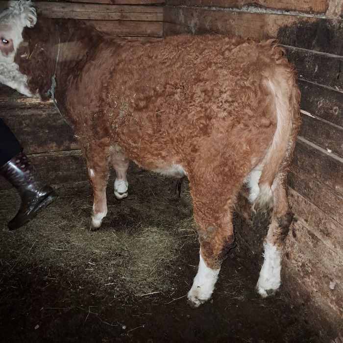 Vând viței                              .