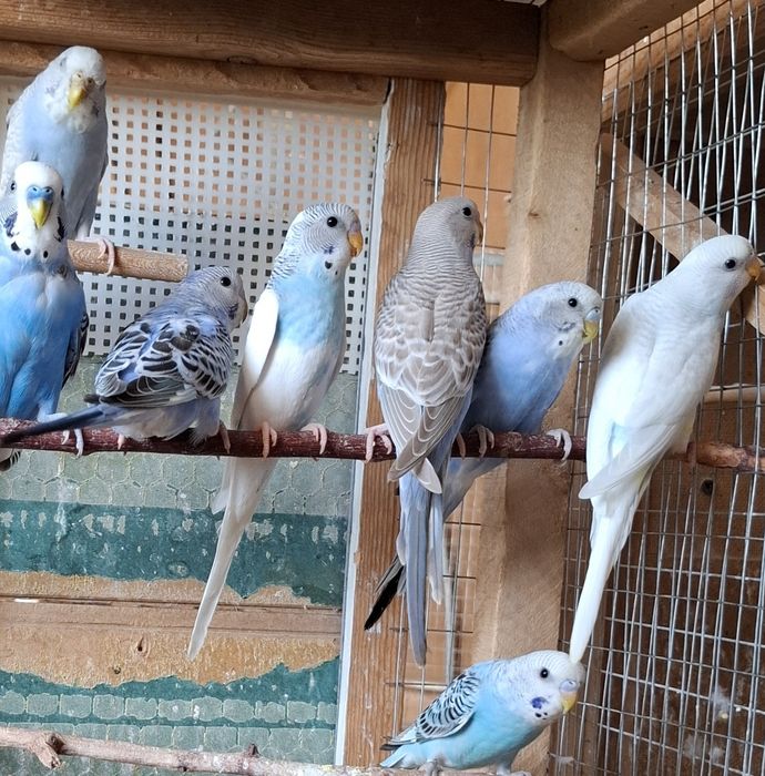 Волнистый попугай, молодые. Цена окончательная.