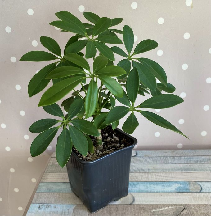 Шефлера  ветвистое крепкое растение