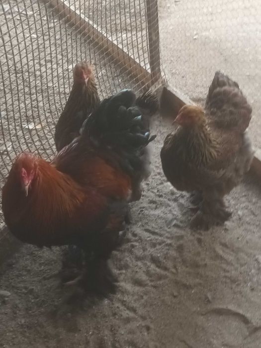 Brahma potarnichiu 1+2