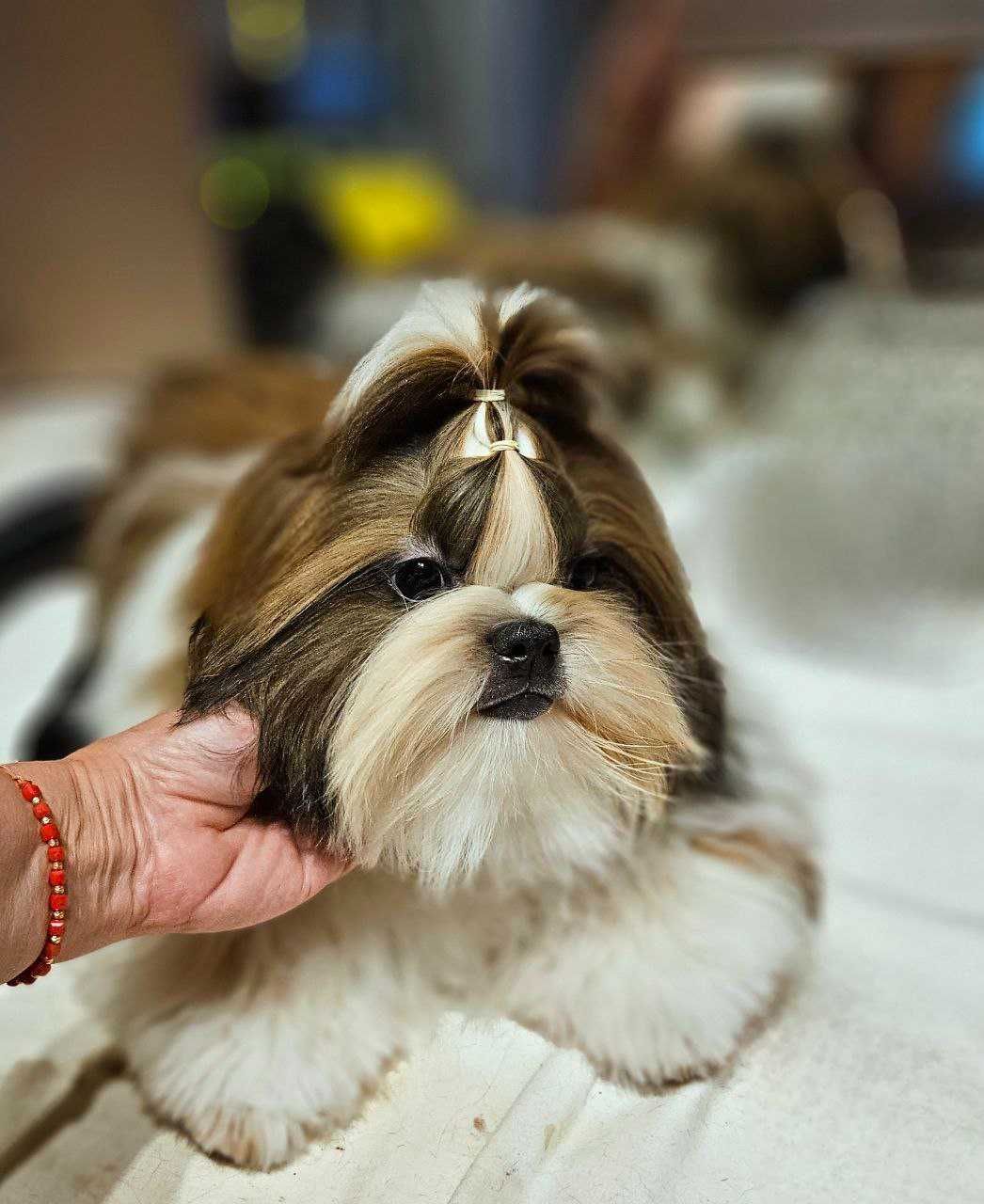 Shih Tzu băiat 6,5 luni