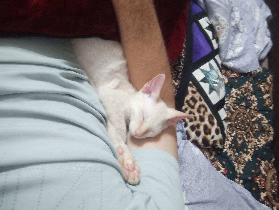 Сфинкс (brush) 4 месяц {sfinks yungi bor 4 oylik o'g'il bola}