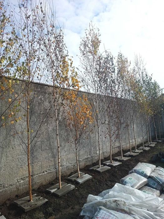 Platan și Tei de Umbrire | Arbori Maturați la Balot