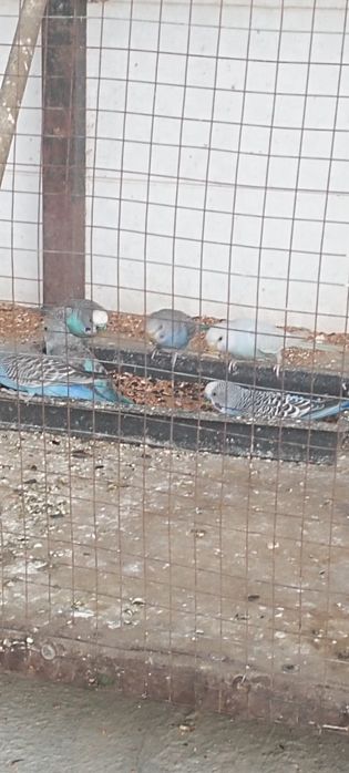 Сотилади.Тутикушлар.Нархи 65000 сум.